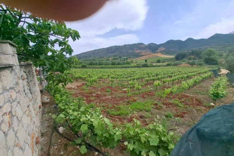 Chania Private Wine Tasting Tour & Theriso Village Visit - FAQ