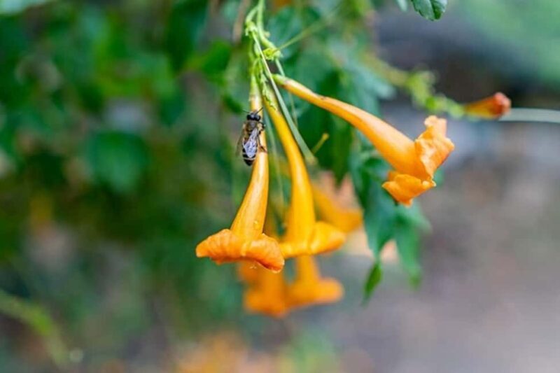 Chania Safari & Botanical Garden  Nature & Aromas Tour - Key Points