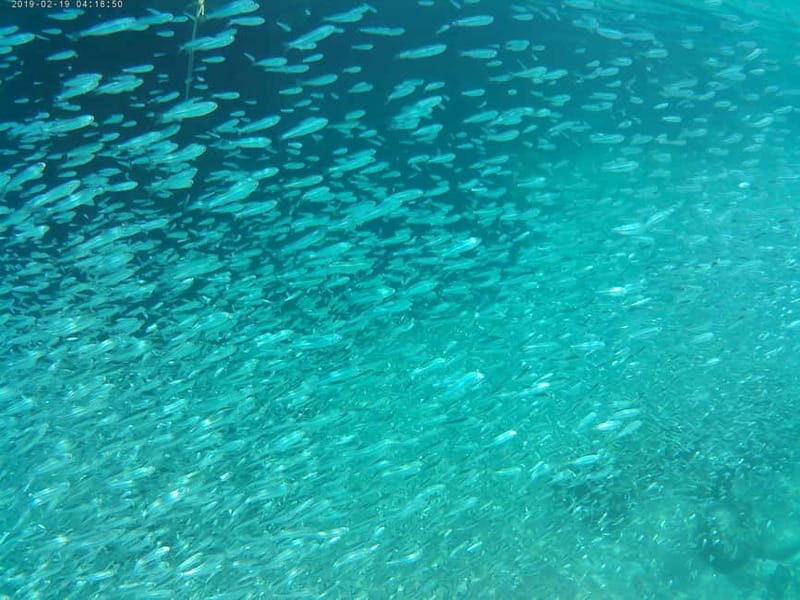 Chania: Scuba Diving and Snorkeling for Beginners by Boat - Key Points