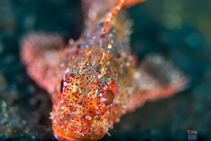 Chania: Scuba Diving and Snorkeling for Beginners by Boat - Final Thoughts