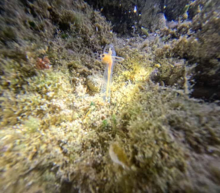 Chania Scuba Diving | Night Dive | Certified Divers - An In-Depth Look at the Crete Night Dive Experience