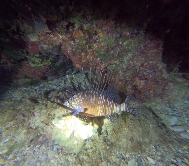 Chania Scuba Diving | Night Dive | Certified Divers - Underwater Magic: What You’ll See and Feel