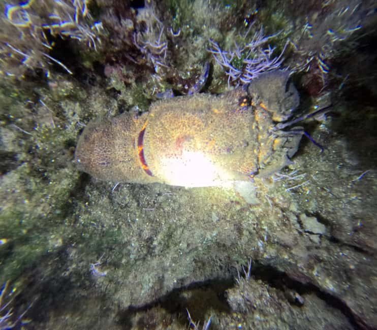 Chania Scuba Diving | Night Dive | Certified Divers - The Experience: Safety, Comfort, and Authenticity