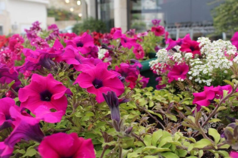 Chania White Mountains Private Tour: From Sea to Summit - FAQs