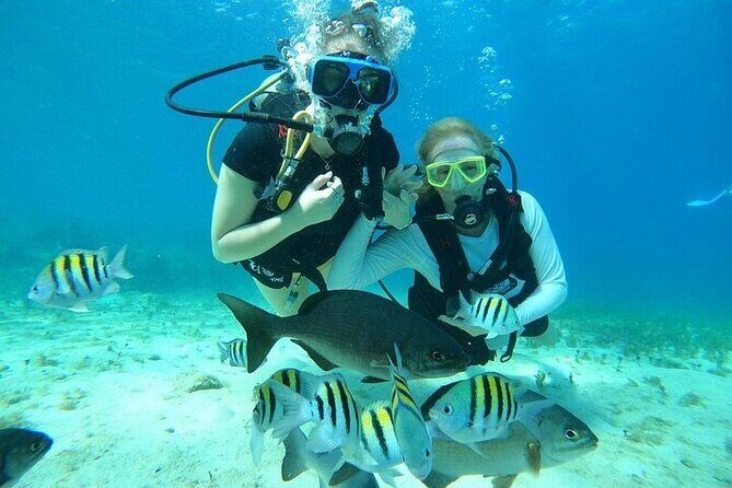 Chankanaab Park Plus Discovery Scuba Dive with Lunch - What to Expect: A Day at Chankanaab Park