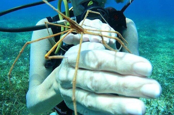 Chankanaab Park Plus Discovery Scuba Dive with Lunch - FAQ