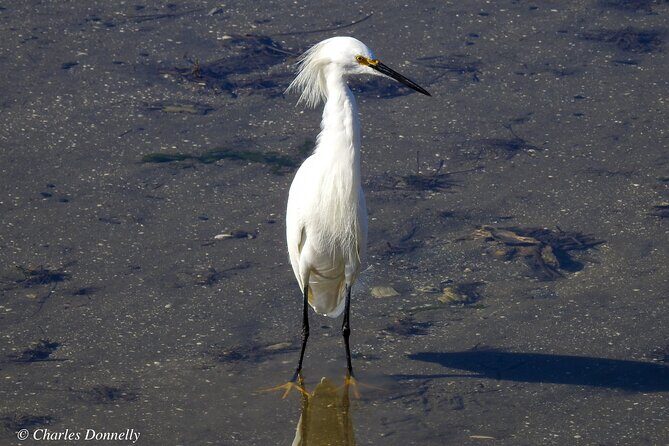 Charleston Bird Watching Tour - A Closer Look at the Charleston Bird Watching Tour