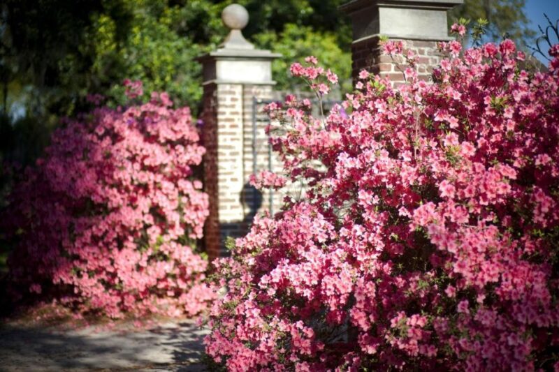 Charleston: Boone Hall & Historic City Tour Combo - Final Thoughts