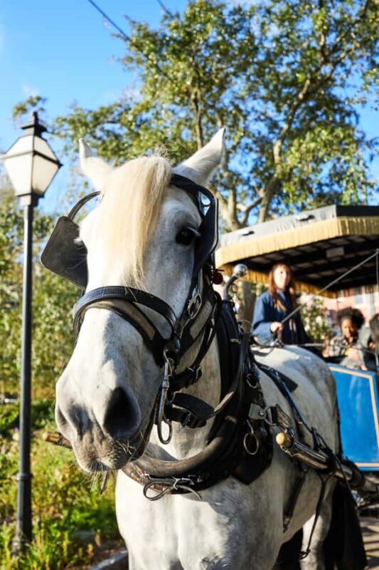 Charleston: Downtown Horse-Drawn Carriage Tour - The Horses and Carriage Quality
