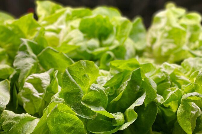 Charleston Farm-to-Table Food Tour and Chef's Challenge - FAQs