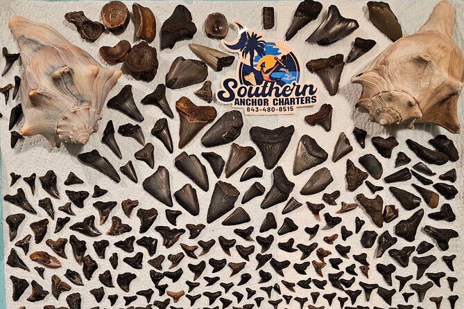 Charleston/Folly Beach Shark Tooth and fossil Island Drop off - What Makes This Tour Stand Out?