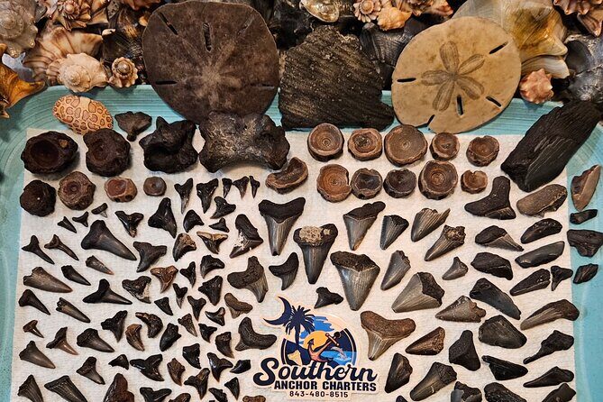 Charleston/Folly Beach Shark Tooth and fossil Island Drop off - Authentic Experiences and Honest Impressions