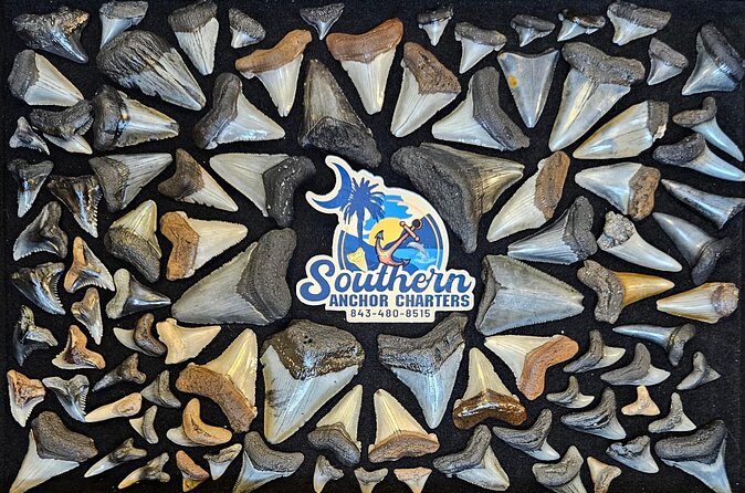 Charleston/Folly Beach Shark Tooth and fossil Island Drop off - Who Will Appreciate This Tour?