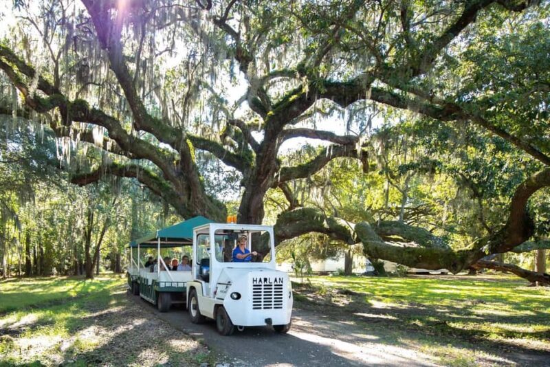 Charleston: Magnolia Plantation & Gardens Guided Tour - Key Points