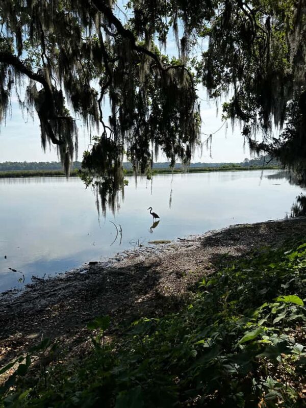 Charleston: Middleton Place Guided Tour with Lunch - Charleston: Middleton Place Guided Tour with Lunch — A Detailed Review