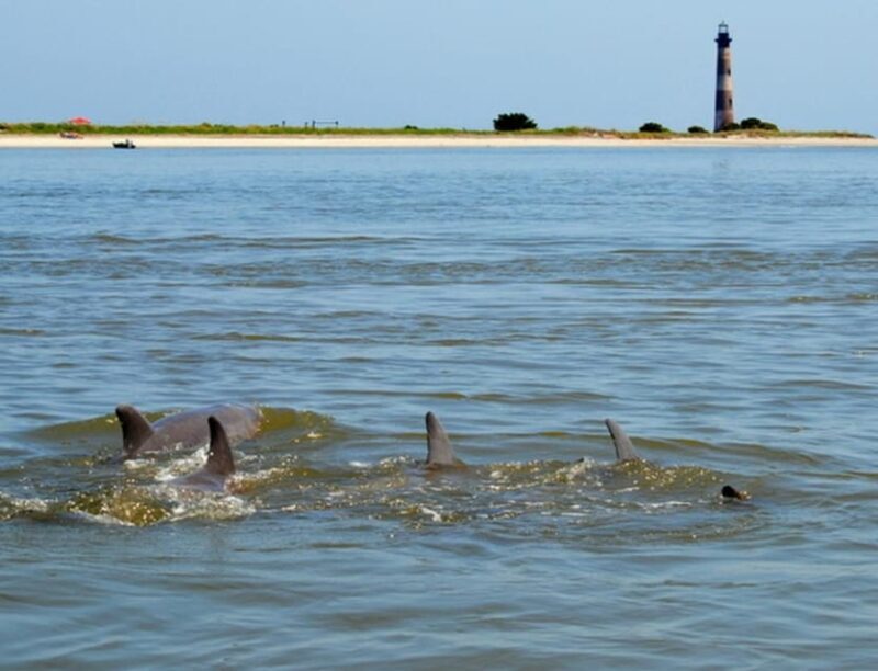 Charleston: Morris Island Lighthouse Eco-Boat Tour - An Authentic Lowcountry Adventure with Charleston Outdoor Adventures