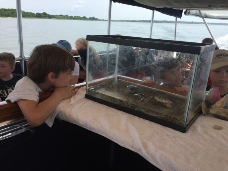 Charleston: Morris Island Nature Boat Tour with Naturalist - Who Should Book This Tour?