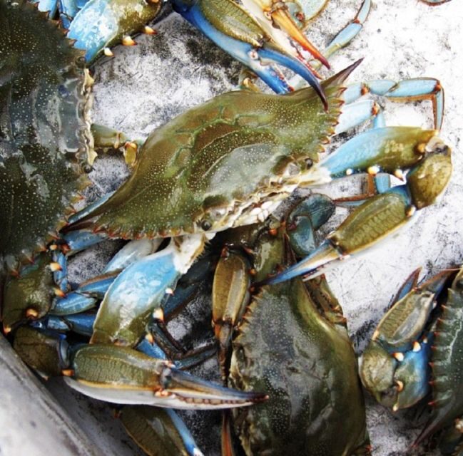 Charleston: Morris Island Nature Boat Tour with Naturalist - Frequently Asked Questions