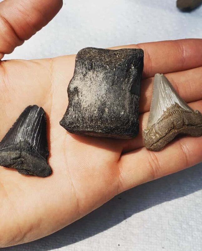 Charleston: Private Shark-tooth hunt and Lighthouse Viewing - Charleston: Private Shark-tooth Hunt and Lighthouse Viewing — A Detailed Look