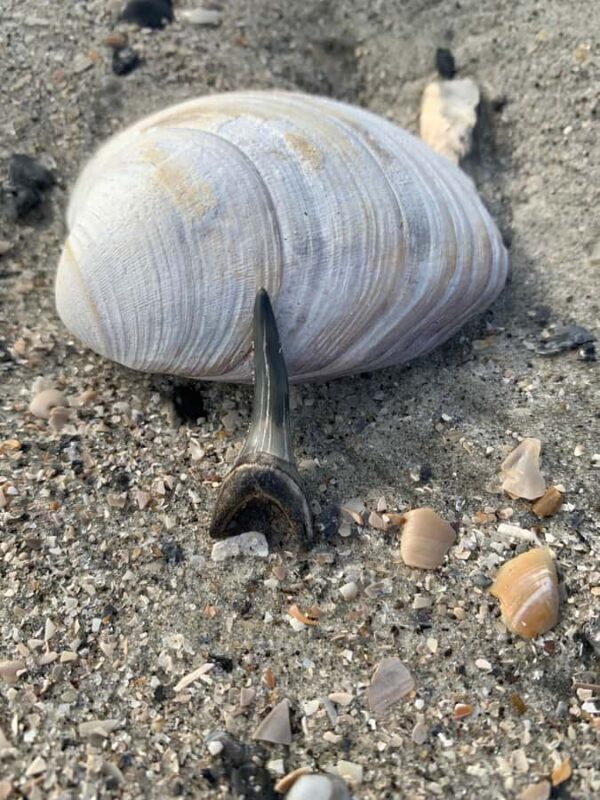 Charleston: Private Shark-tooth hunt and Lighthouse Viewing - Who Will Enjoy This Tour?