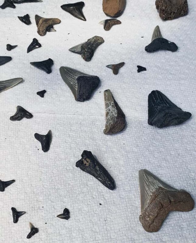 Charleston: Private Shark-tooth hunt and Lighthouse Viewing - FAQ