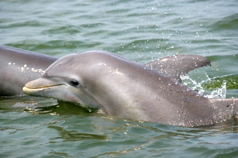 Charleston: Schooner Sailing Harbor Tour & Dolphin Watch - Key Points