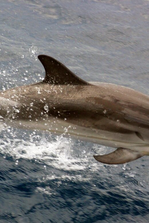Charleston: Sightseeing Harbor Tour & Dolphin Watch - The Value: Is It Worth It?