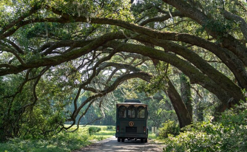 Charleston: Wadmalaw Island Wine Tasting and Tea Garden Trip - The Itinerary: What to Expect