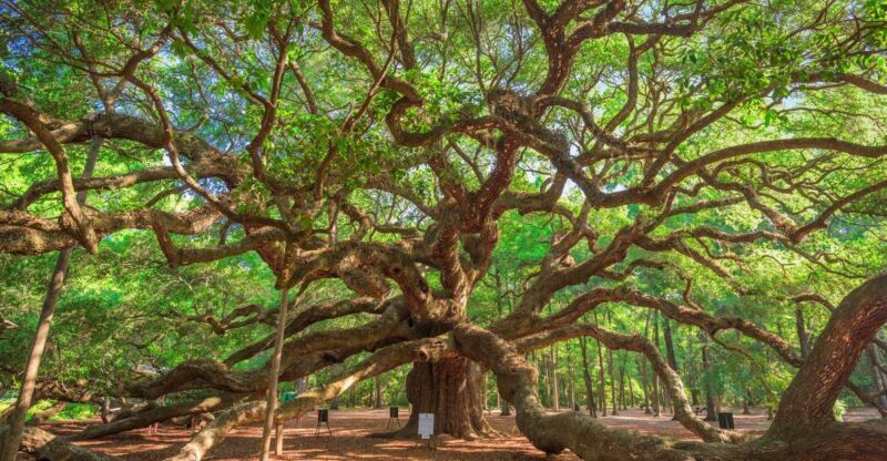 Charleston: Wadmalaw Island Wine Tasting and Tea Garden Trip - Key Points