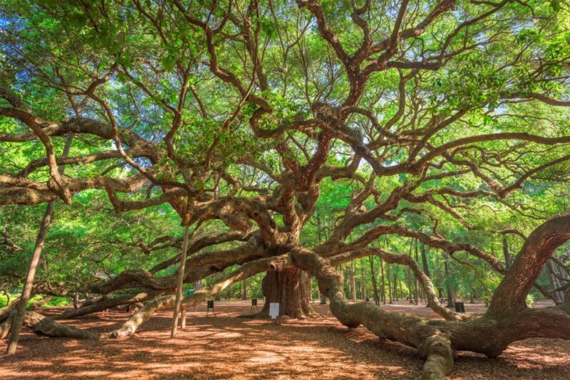 Charleston: Wadmalaw Island Wine Tasting and Tea Garden Trip - A Detailed Look at the Wadmalaw Island Experience
