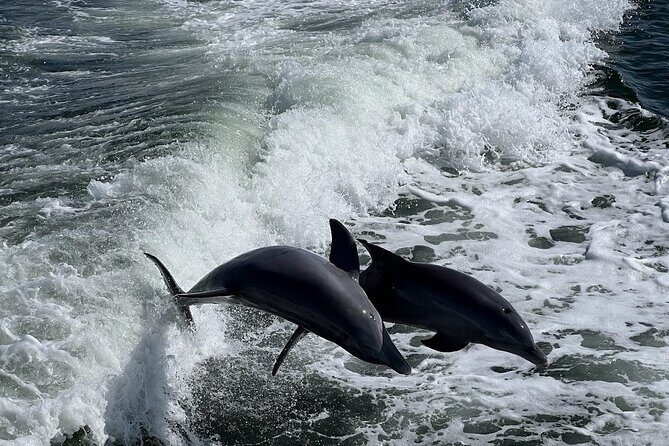 Charlotte Harbor: Dolphin Discovery Day Cruise - Charlotte Harbor: Dolphin Discovery Day Cruise — A Practical Look