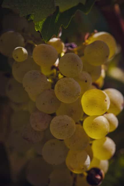 Château Arton Guided Tour and Armagnac Tasting - Key Points