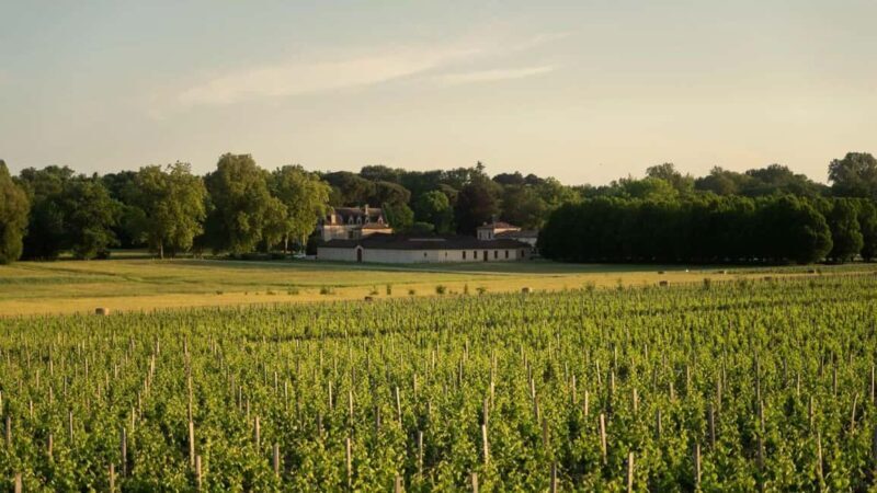Château Olivier: One Hour Vineyard Tour with Wine Tasting - Who Will Love This Tour?