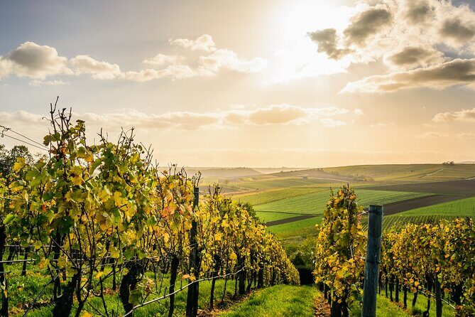 Chateauneuf du Pape and Luberon vineyard tour from Avignon - Exploring the Chateauneuf du Pape and Luberon Vineyard Tour from Avignon