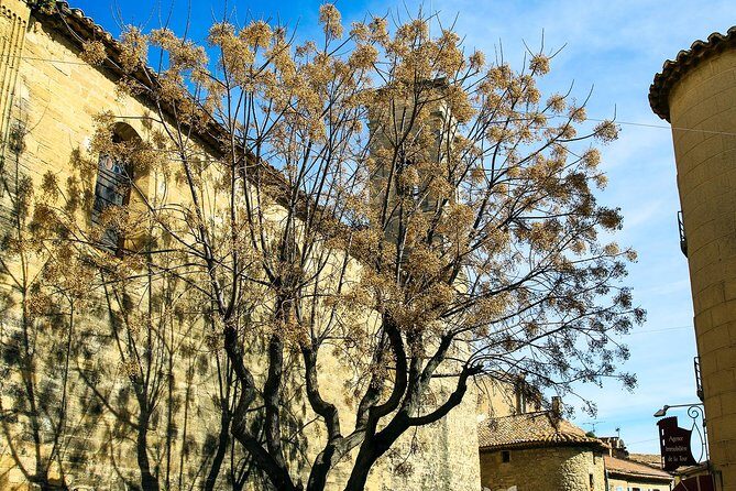 Châteauneuf Du Pape intensive vineyard & fine wine experience - The Transport: Comfort and Convenience