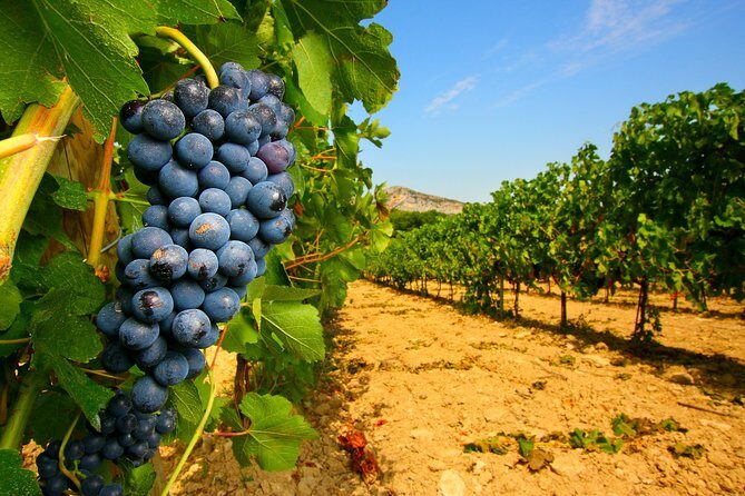 Châteauneuf du Pape Wine Day Tasting Tour including Lunch from Avignon - The Itinerary in Detail: What to Expect