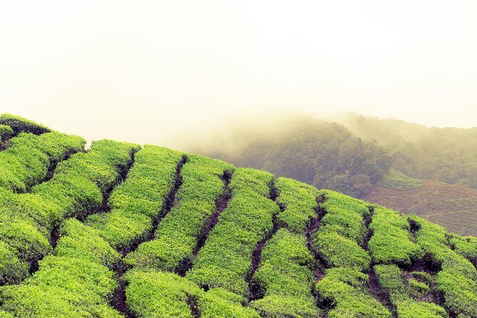 Chauffeur: Malacca to Cameron Highlands Transfer [Car] - A Deep Dive into the Experience