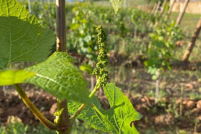 Cheese and Wine Accord Tour at Château de Champ-Renard - Key Points