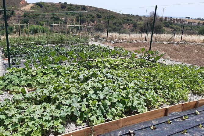Chefcooking Paella from our Andalusian Grandmother at a Family Farm - A Closer Look at the Experience