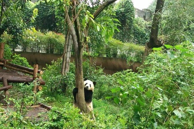 Chengdu Customized Experience: Giant Pandas and Buddha Statue In One Day - A Full Breakdown of the Tour Experience