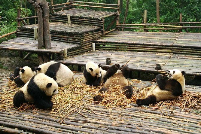 Chengdu Day Trip of Giant Panda and Local Culture Experience - Exploring Chengdu’s Panda Paradise