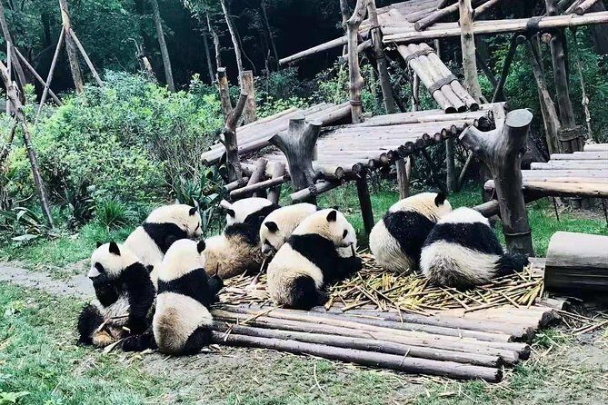 Chengdu Day Trip of Giant Panda and Local Culture Experience - FAQ