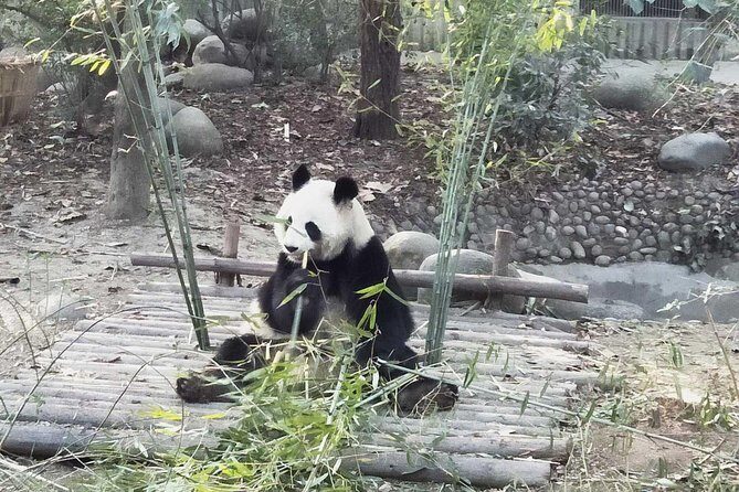 Chengdu Discovery: 4-Hour Giant Panda Base Tour - Who Should Book This Tour?