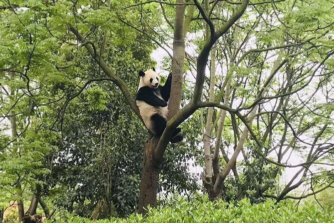 Chengdu Discovery: 4-Hour Giant Panda Base Tour - Frequently Asked Questions
