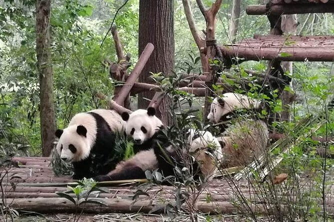 Chengdu Dujiangyan Leshan Buddha Tea Plantation and Sichuan Cooking 3 Days - Key Points