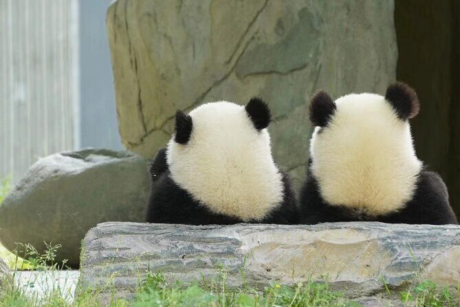 Chengdu Giant Panda Breeding Research Base Ticket - The Experience in Detail