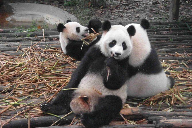 Chengdu Giant Panda Leisure Private Tour - An In-Depth Look at Chengdu’s Pandas and Local Life