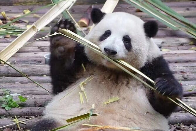 Chengdu Guided Tour: Giant Pandas And Mysterious Sanxingdui Ruins - Final Words