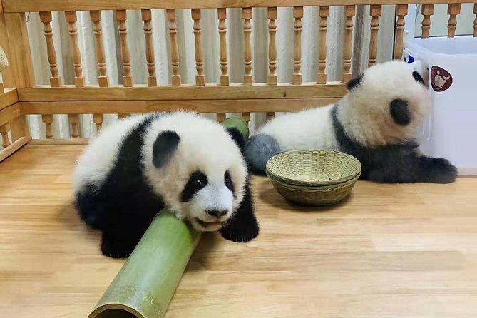 Chengdu Impression of Lovely Pandas and Giant Buddha - A Deep Dive into the Tour Experience