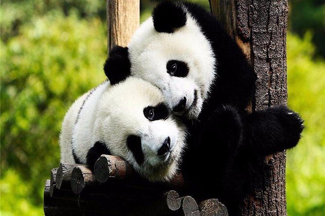 Chengdu One Day Trip from Xiamen by Air: Leshan Giant Buddha, Pandas and More - Lunch and Transition to Chengdu Pandas